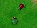 Beetle Wars, aby grać online