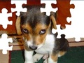 Cute Dog Puzzle, aby grać online