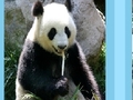 Puzzle Panda, aby grać online