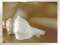 Sea shell, aby grać online