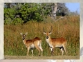 Puzzle Deer, aby grać online